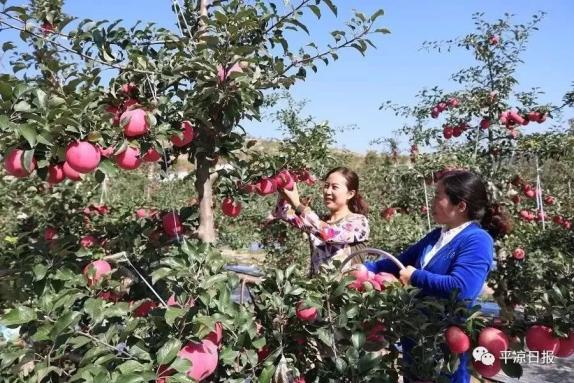 甘肅靈臺縣：蘋果紅了，果農(nóng)的錢袋子鼓了